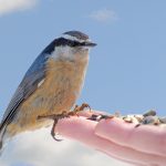 Red-breasted Nuthatch eating seeds in someone's hand