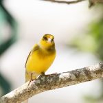 Bright yellow canary on a branch