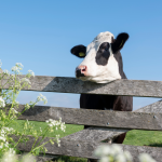 Cow peers over a fence, gazing at off-limits grazing plants, behind a boundary