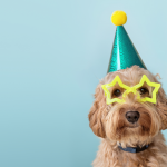 dog with a party hat