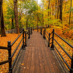 Walking path leads through autumn leaves