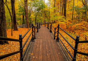 Walking path leads through autumn leaves